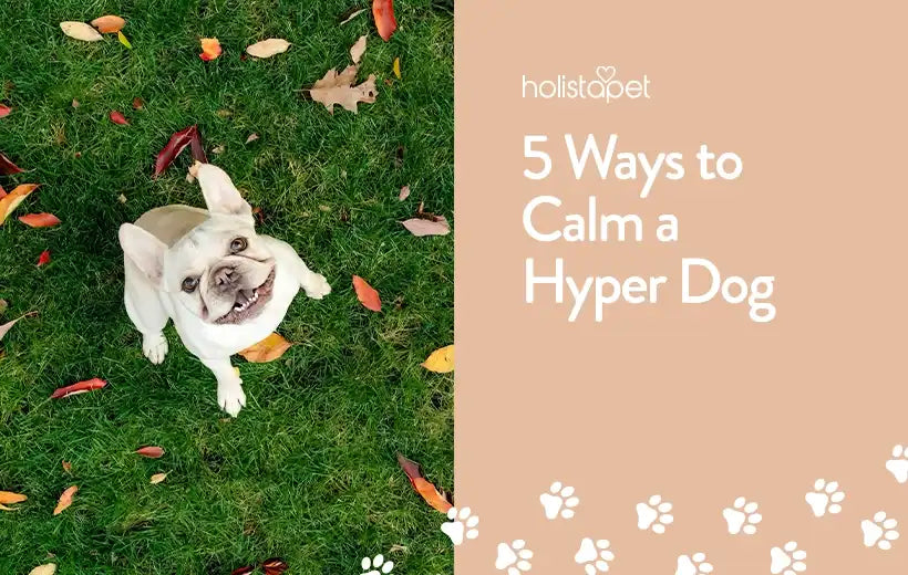 How To Calm A Hyper Dog - 5 Tips For Hyperactive Dogs