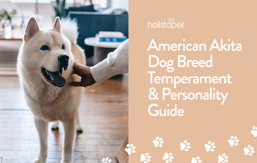 American Akita — Why You Should Adopt! Breed Pics & Characteristics