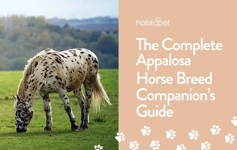 Appaloosa Horse Breed: The Beautiful, Intelligent & Lovable Equine