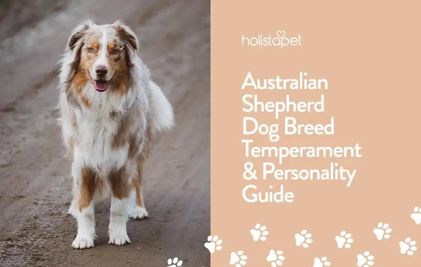 Australian Shepherd Dog Breed Information & Facts