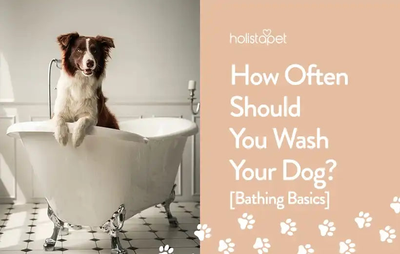 Natural Dog Shampoo: Best Shampoo & Bathing Tips
