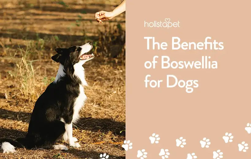 The Impressive Power of Boswellia for Dogs [It Might Help Your Dog]