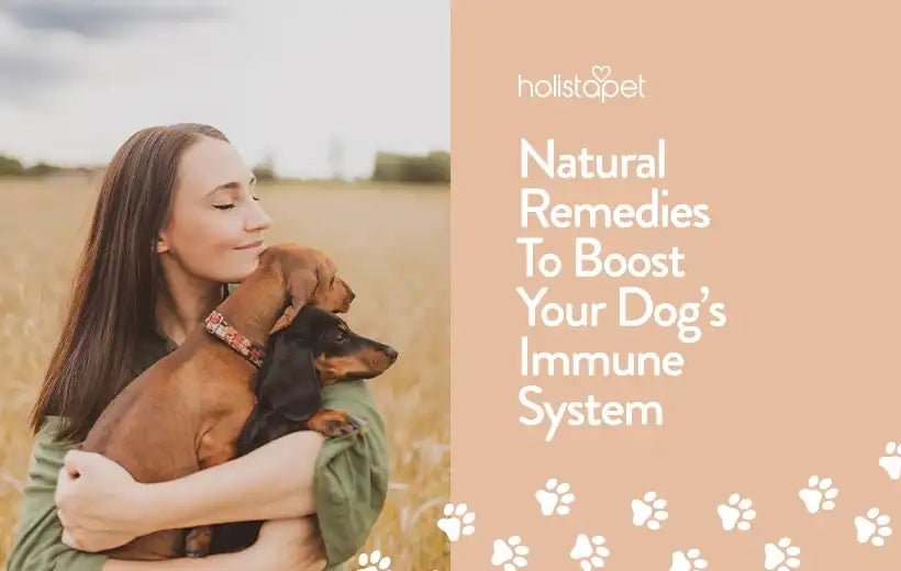 Natural Ways To Improve Your Dog's Immune System