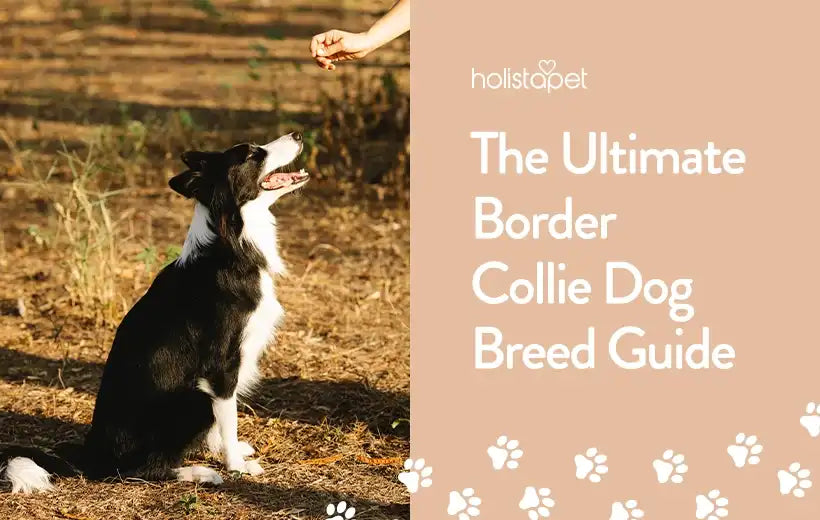 Border Collie Dog Breed | Information & Facts