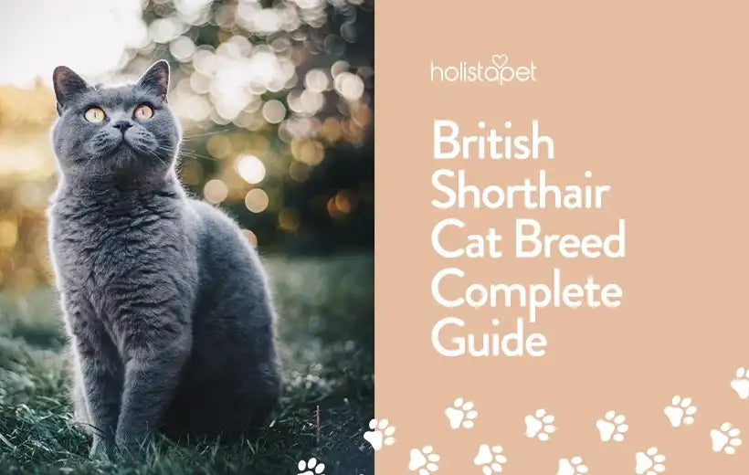 British Shorthair Cat Breed [The Comprehensive Owner's Guide]