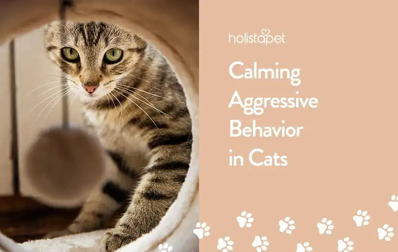 How To Calm An Aggressive Cat (8 Easy Tips)