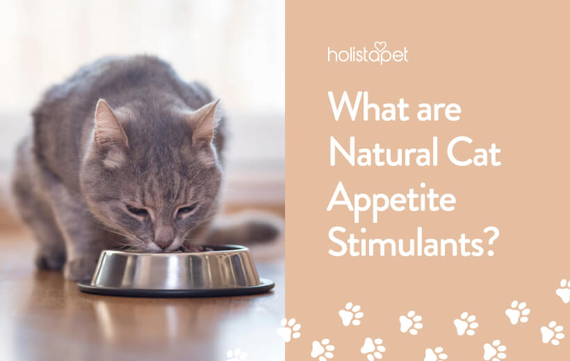 Appetite Stimulant For Cat | 100% Naturally Effective