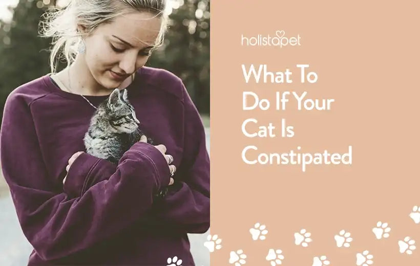 Constipation In Cat: Sign, Symptoms & Remedies