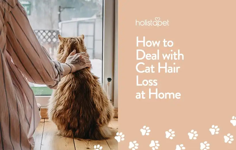Home Treatment for Cat Hair Loss [Top 4 Effective Methods]