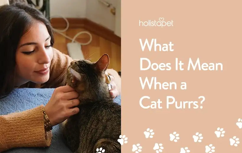 Why Do Cats Purr | Everything You Need To Know