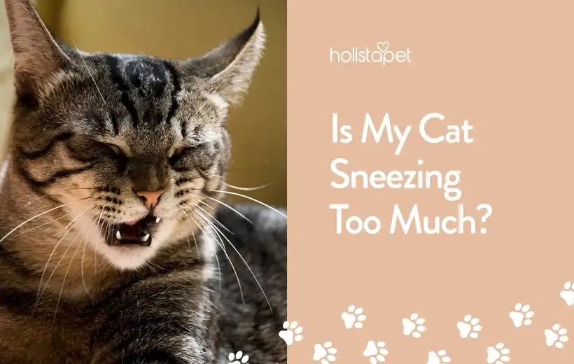 Why Is My Cat Sneezing : Causes, Symptoms & Treatment