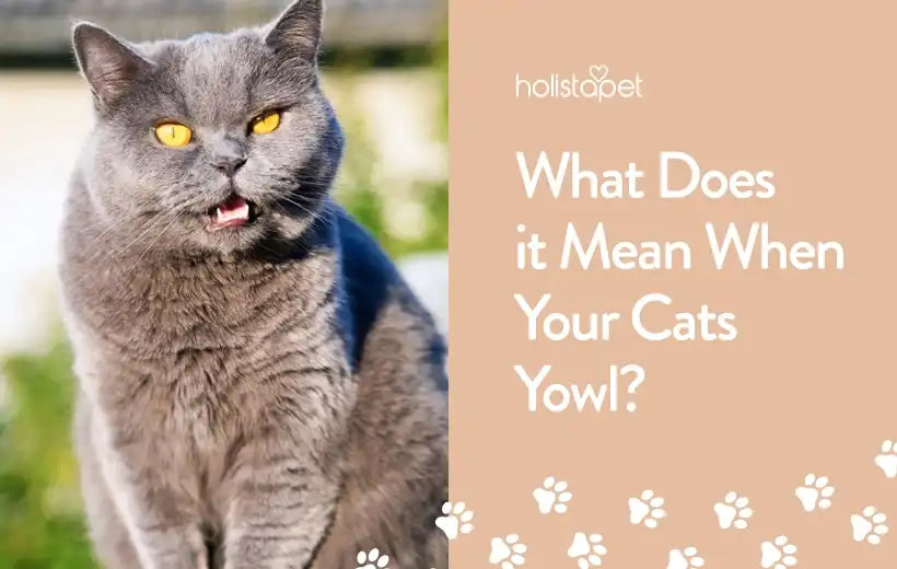 Cat Yowling : Why Do Cats Yowl
