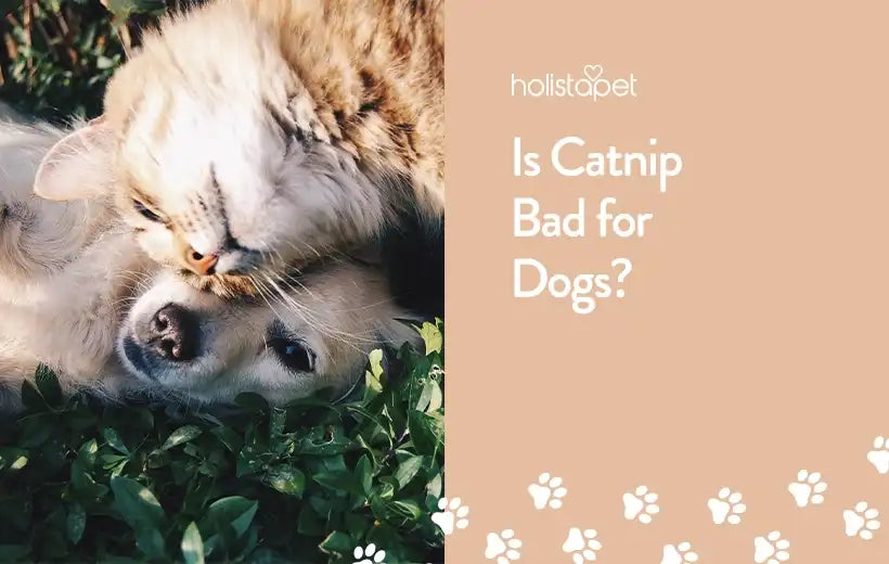 Is Catnip Bad for Dogs? [The Answer May Surprise You!]