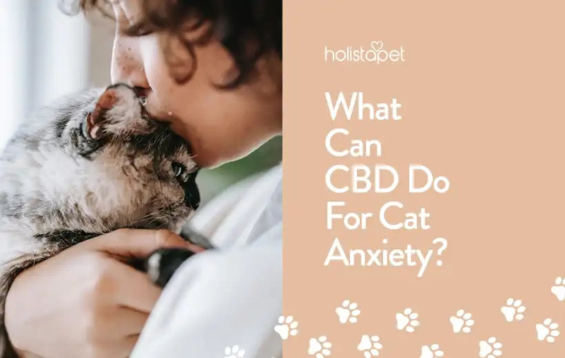 CBD Oil For Cats With Anxiety | Can It Help |
