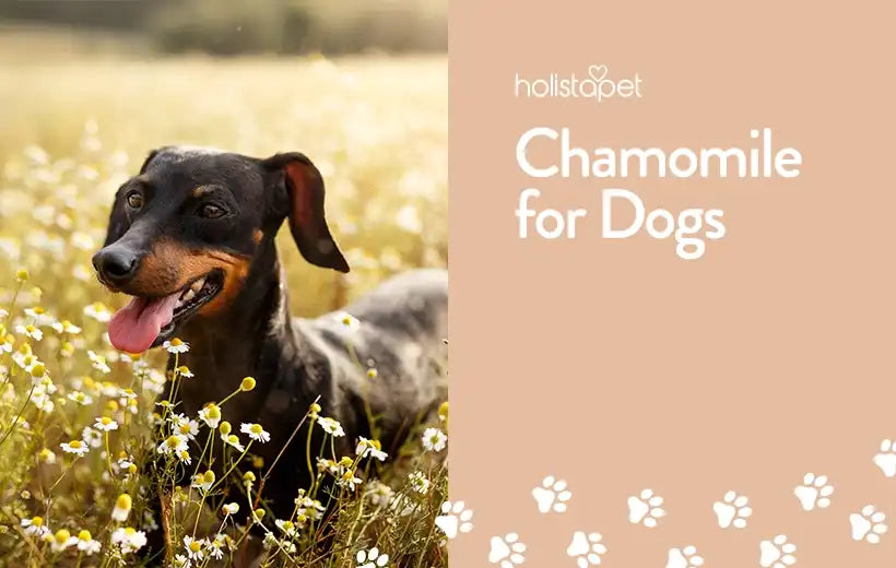 The Surprising Benefits Of Chamomile For Dogs [Supplement Guide]