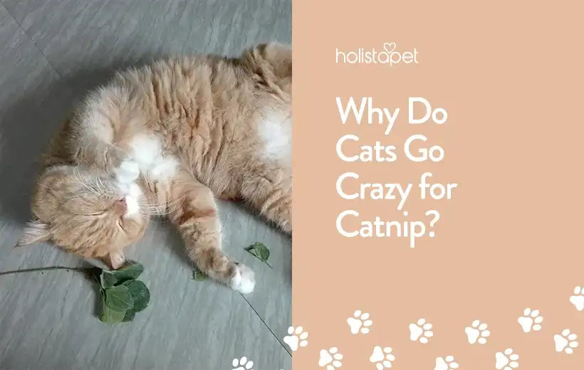 Why Do Cats Like Catnip? #1 Reason Why Cats Can't Resist!