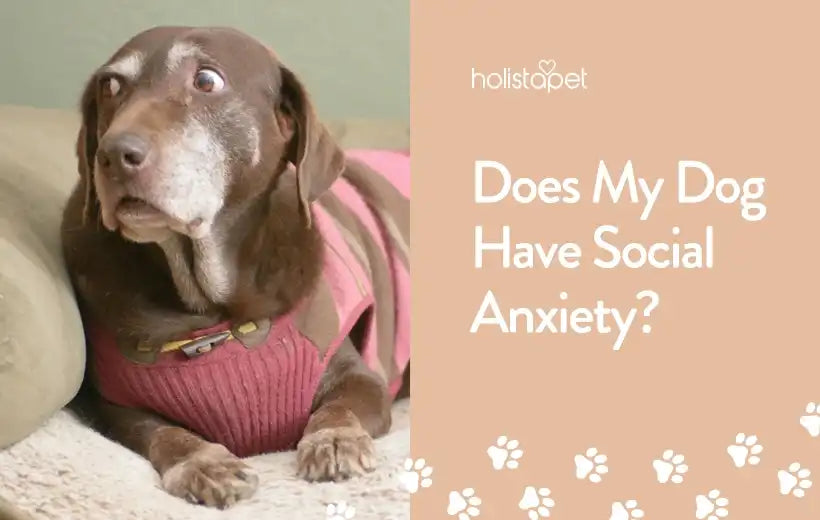Nervous Dog? Signs Your Dog Has Anxiety And How To Treat It