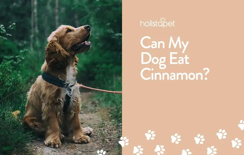 Can Dogs Eat Cinnamon? Yes, See How It Can Benefit Them Here