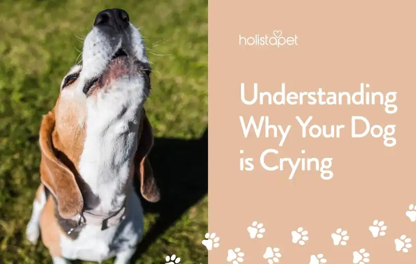 Do Dogs Cry Tears? Everything You Need To Know