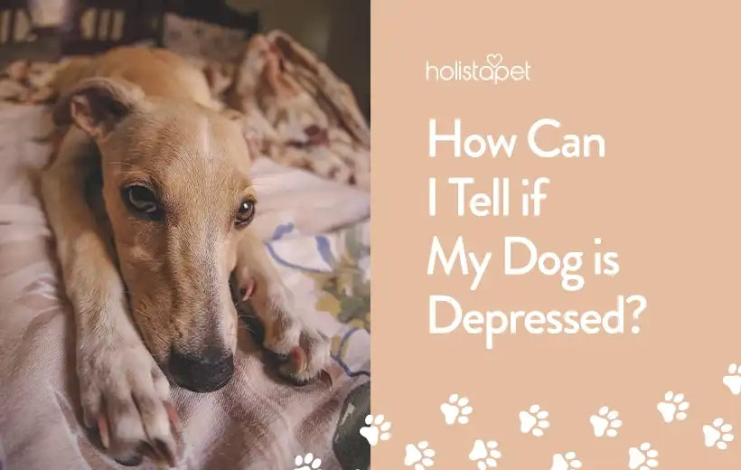 How To Know If Your Dog Is Depressed