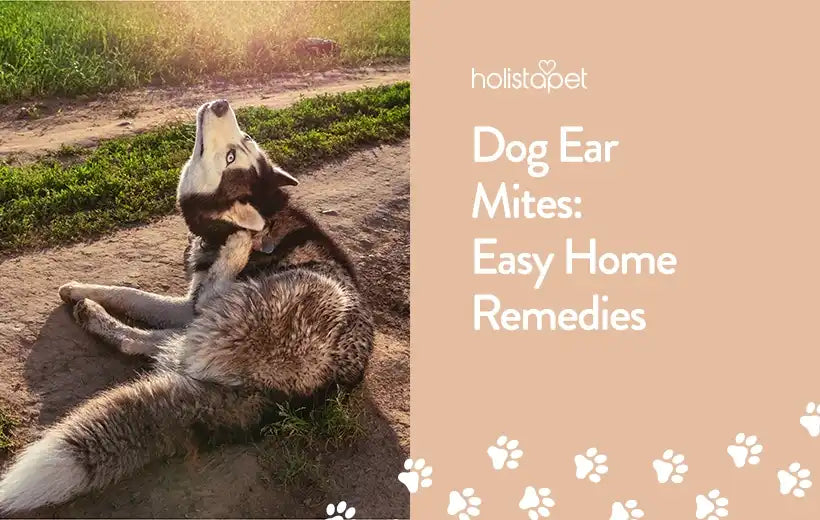 The Best Home Remedy for Your Dog's Ear Mites [Olive Oil & More!]