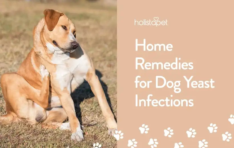 The Best Dog Yeast Infection Home Remedy Guide [Safe & Effective]