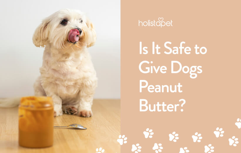 Can Dogs Eat Peanut Butter? Holistapet