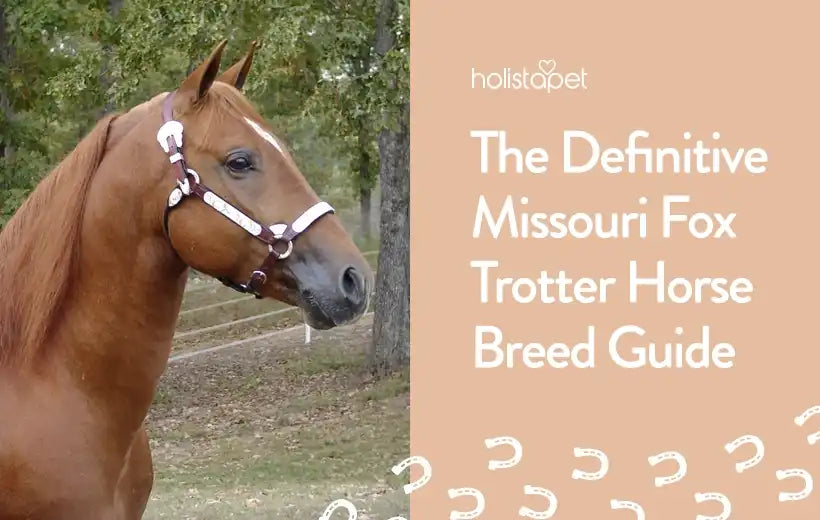 Missouri Fox Trotter Horse Breed [Profile, Care & Facts]