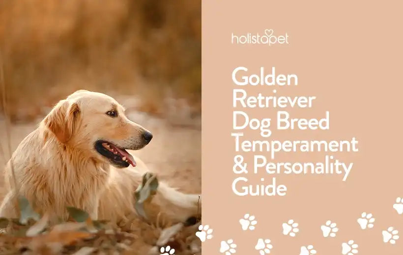 Golden Retriever Dog Breed Information & Facts