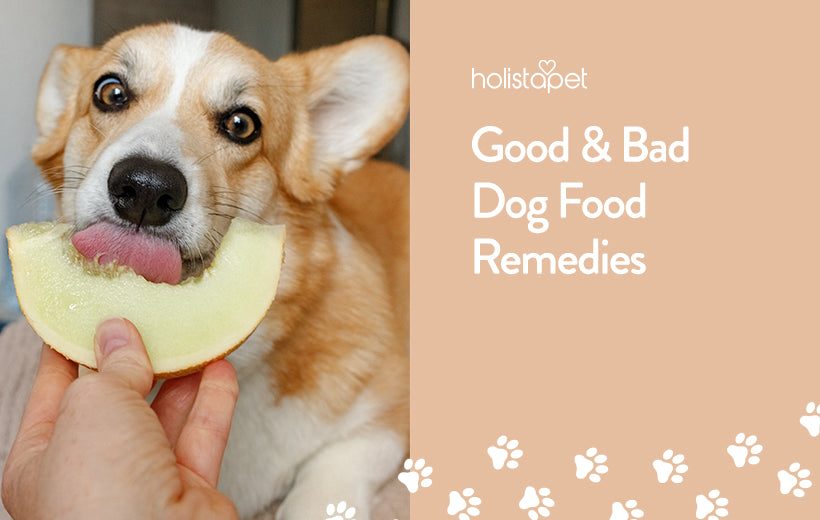 Dog Food Ingredients Explained