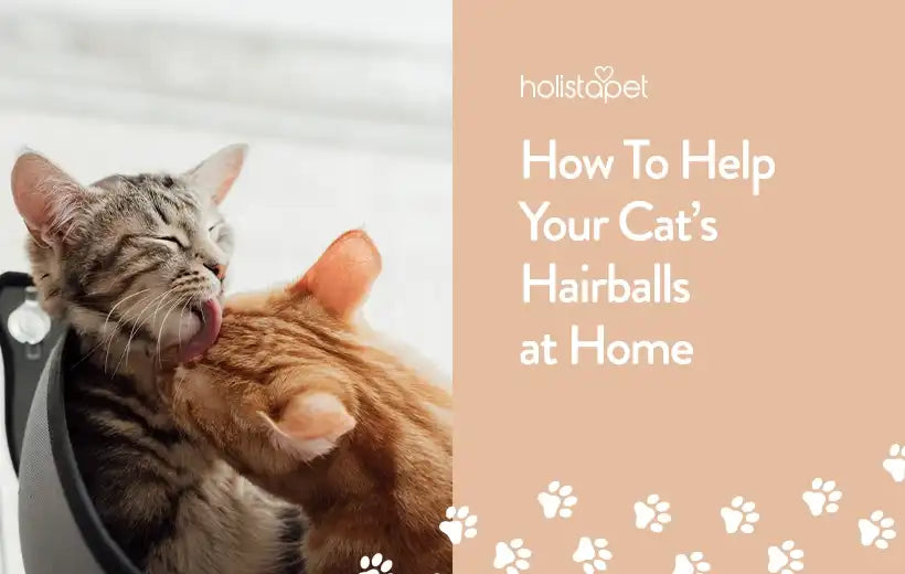 Cat Hairball Home Remedies [Top 12 Tips]