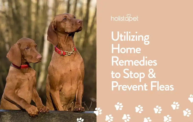 8 Home Remedies for Fleas on Dogs