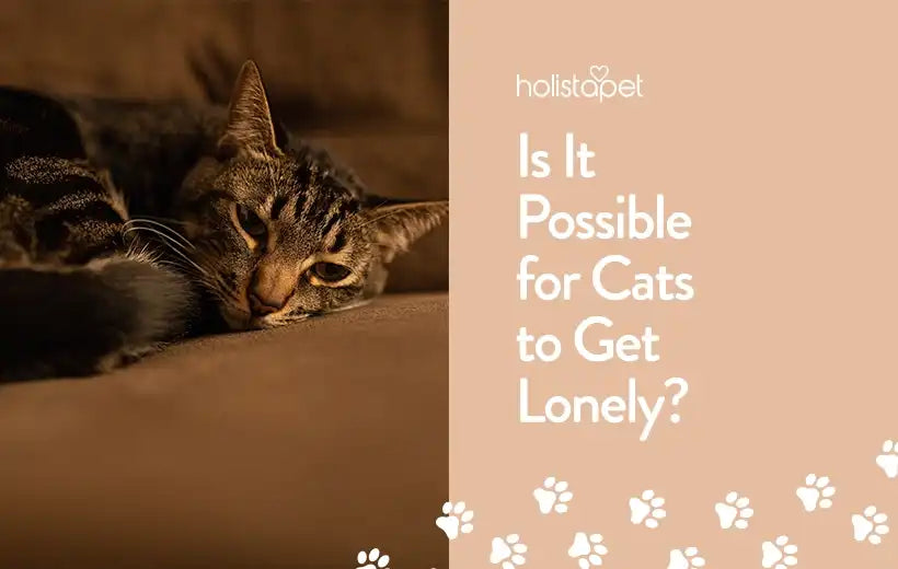 Do Cats Get Lonely? Tips For A Happy Home-Alone Kitty