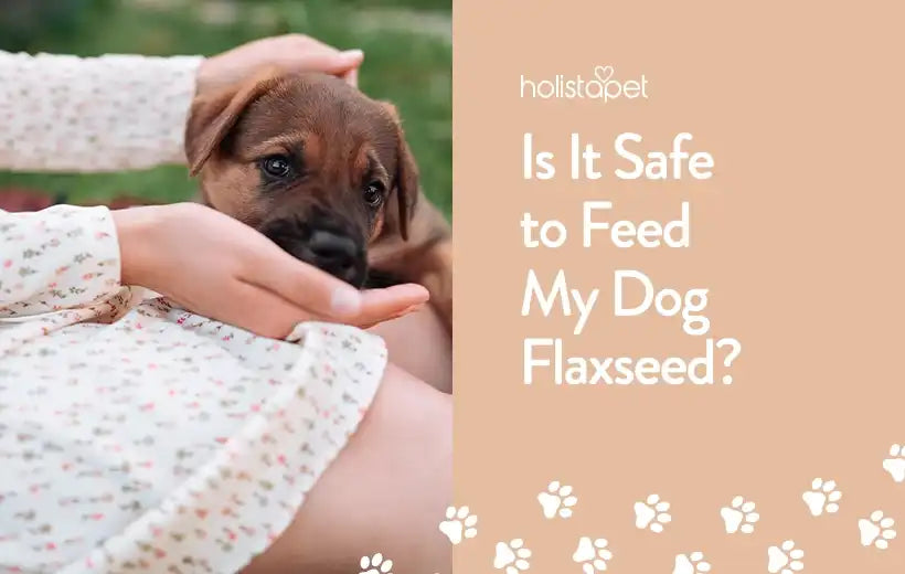 Why Flaxseed Is Extremely Important For Dogs [Detailed Nutrition Guide]