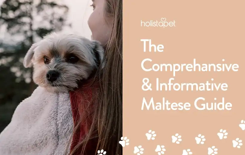 Maltese Dog Breed Information: Facts & Personality