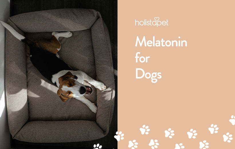 Melatonin For Dogs - Uses, Dosage & Side Effects