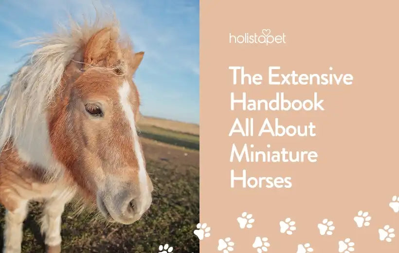 Miniature Horse Breed Information & Facts