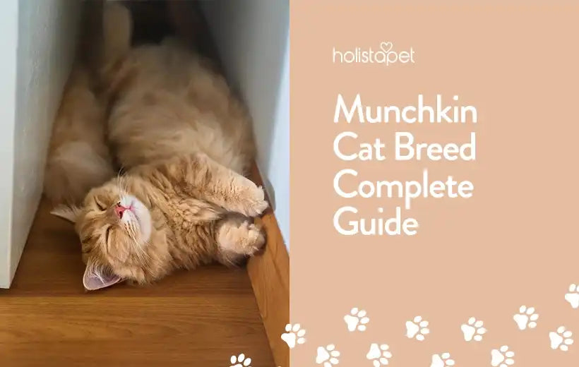 Munchkin Cat Breed [Full Guide]