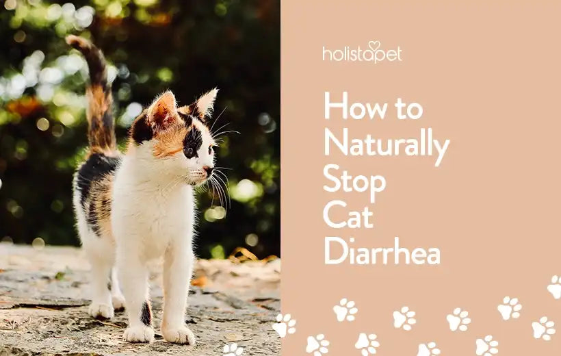 Cat Diarrhea Home Remedy: How to Naturally Stop Cat Diarrhea