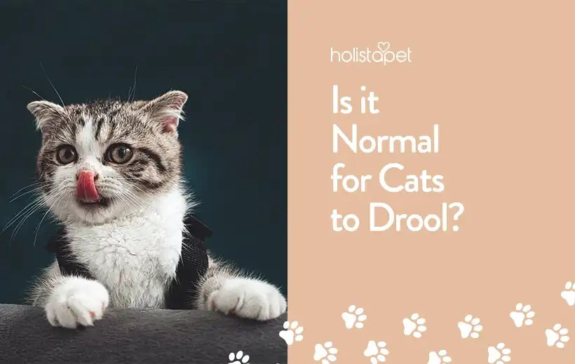 Why Is My Cat Drooling? [Normal vs Excessive Drool]