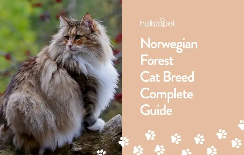 Norwegian Forest Cat Breed: Learn Everything About Them!