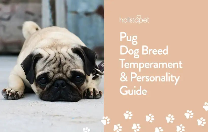 Pug Dog Breed Information, Characteristics & Facts