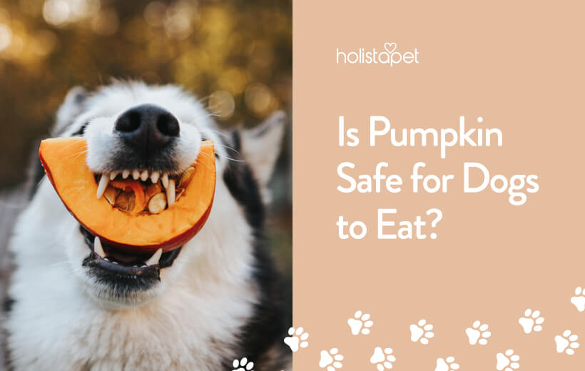 Can Dogs Eat Pumpkin? | Can Pumpkin Help With Dog Diarrhea?