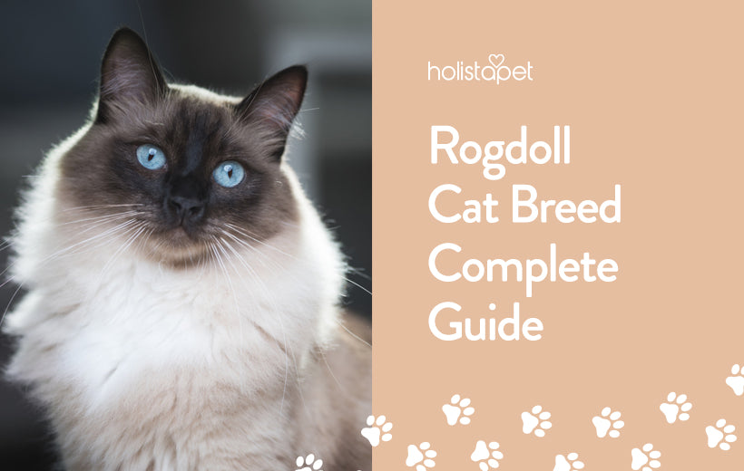 Ragdoll Cat Breed | Information & Characteristics