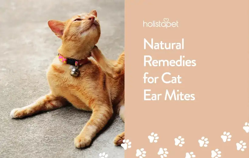 The Best Home Remedies for Ear Mites in Cats [Easy Tips]