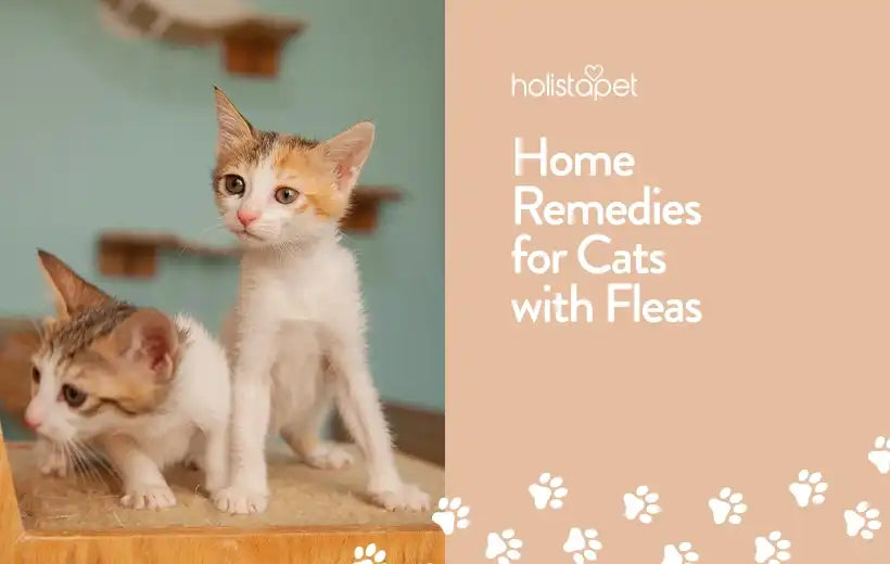 Home Remedies For Fleas On Cats [Helpful Tips Inside!]