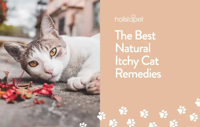 Best Home Remedies For Your Cat's Itchy Skin [Step by Step]