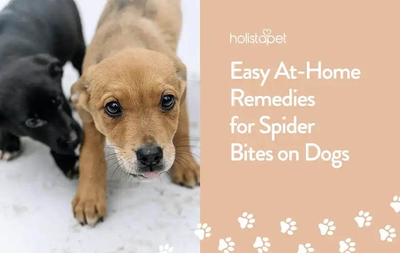 Home Remedies for Spider Bite on Dogs