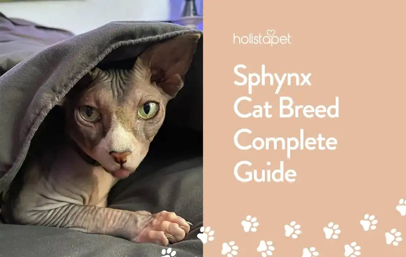 Sphynx Cat Breed Information & Facts
