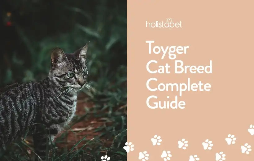 Toyger Cat Breed: Personality & Characteristics